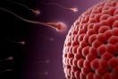 آزاد شدن تخمک از فولیکول و رسیدن اسپرم به آن