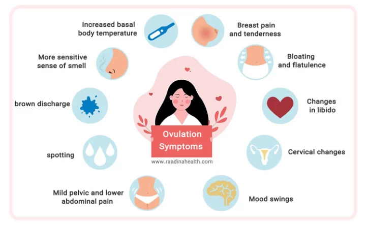 When do Ovulation Symptoms Start in a Woman? - Raadina Health