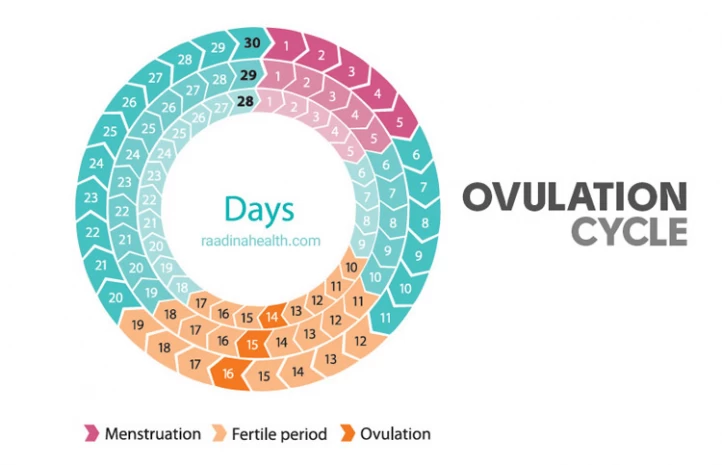 ovulation ovulation cycle