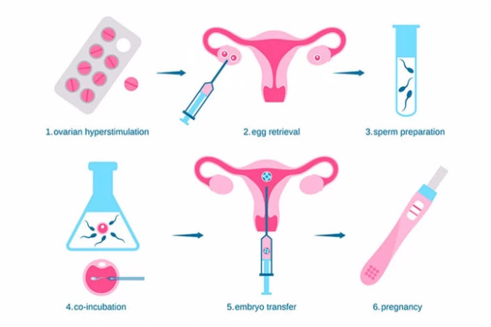 ovulation process step by step