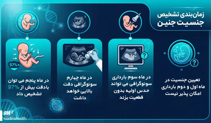 تعیین جنسیت جنین براساس ماه ‎های بارداری