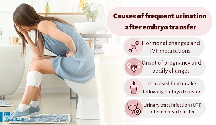 Causes of frequent urination after embryo transfer