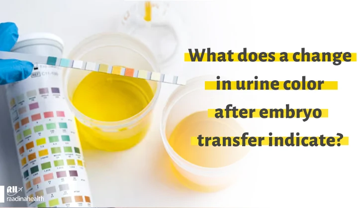 What does a change in urine color after embryo transfer indicate?