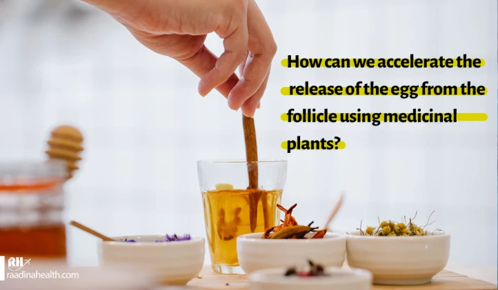 Accelerating egg release from the follicle using medicinal herbs
