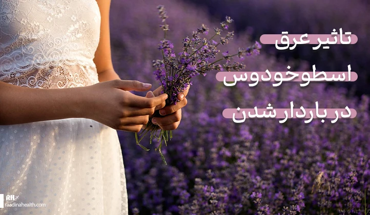 تاثیر عرق اسطوخودوس در باردار شدن