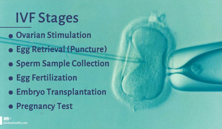 IVF stages