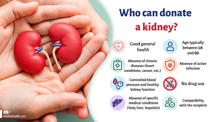Who can donate a kidney?