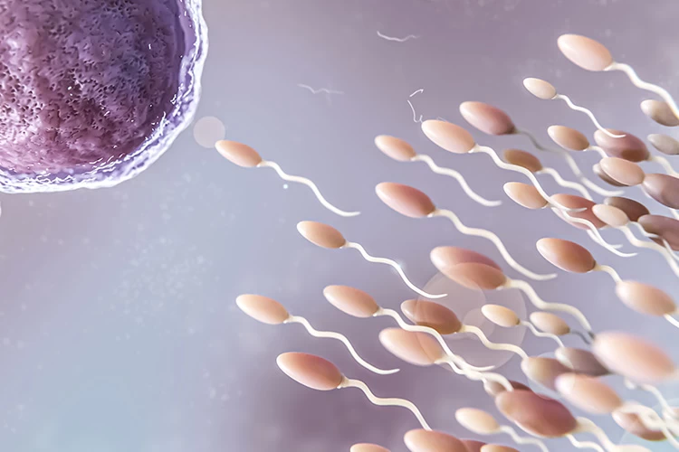 کم تحرکی اسپرم چیست و چگونه درمان می شود؟ حرکت ضعیف اسپرم چگونه درمان می شود؟