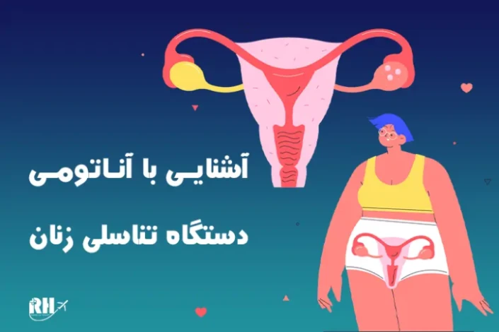 آشنایی با آناتومی دستگاه تناسلی زنان