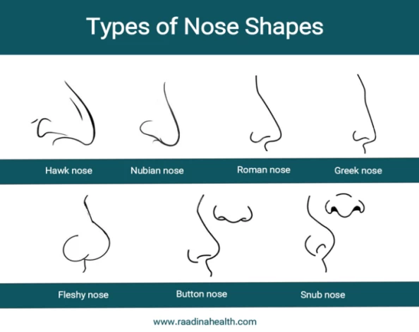 human nose shapes types